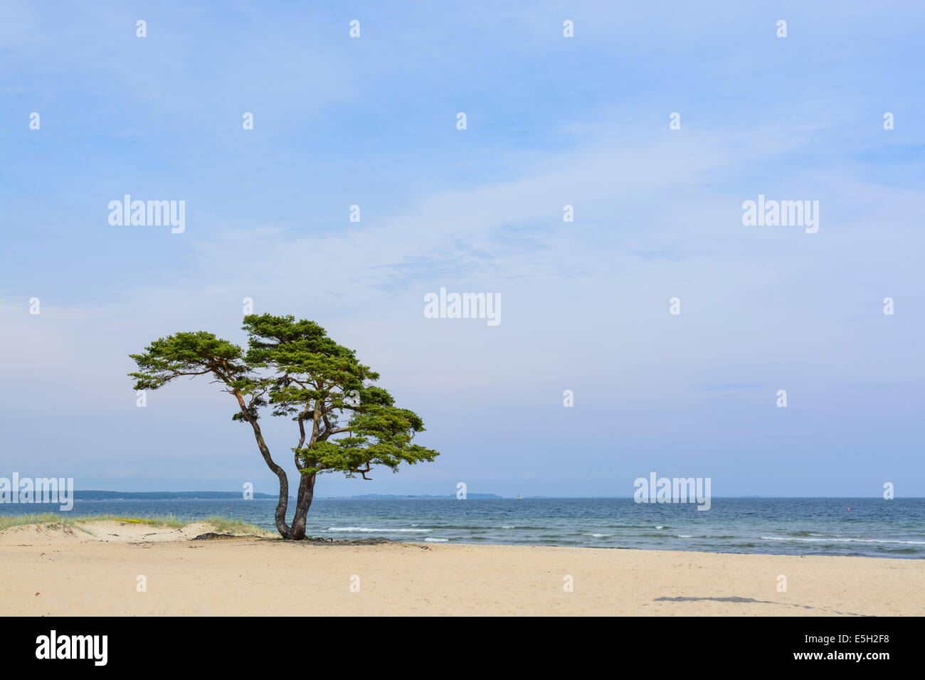 Beautiful solo tree and ocean view at Täppet beach, Beach Soccer Ahus tournament, Kristianstad, Skane, Sweden in July 2014 Stock Photo