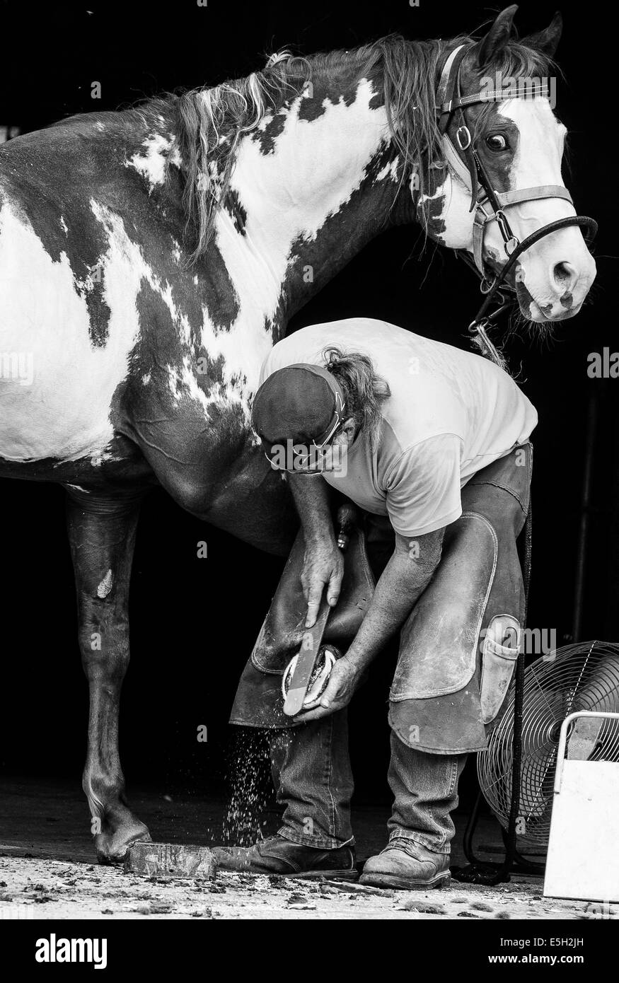 Horse Farrier Henry Heymering files the hoof of a Spot, a Stallion owned by Bo Johnson of the Black Hill Horse Farm in Hagersto Stock Photo
