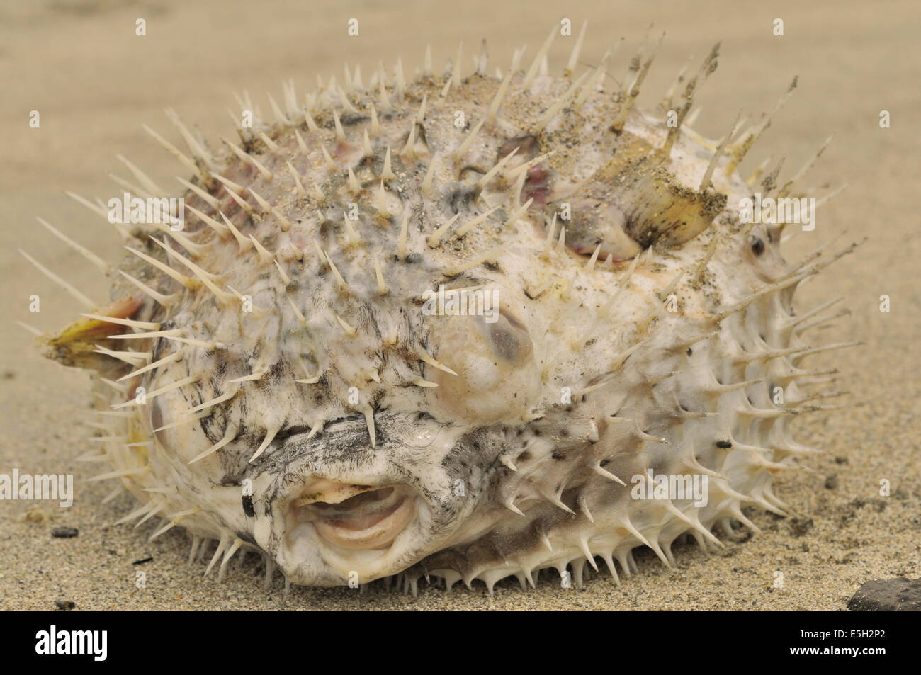 Kugelfisch hi-res stock photography and images - Alamy