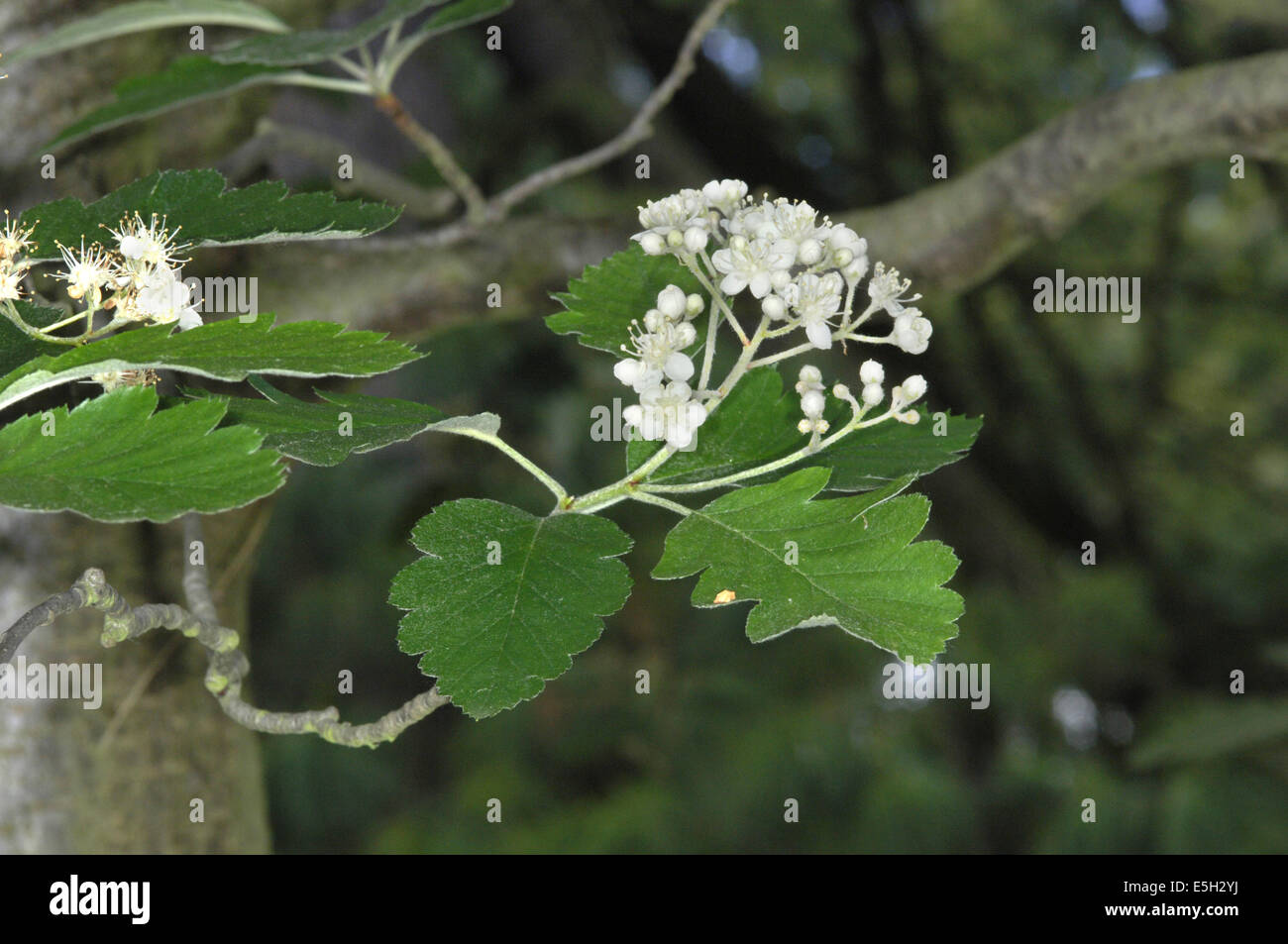 Swedish Whitebeam Sorbus intermedia (Rosaceae) Stock Photo