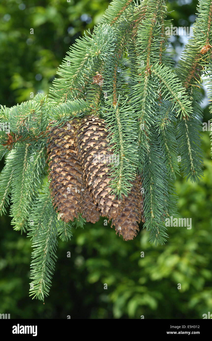Norway Spruce Picea abies Pinaceae Stock Photo