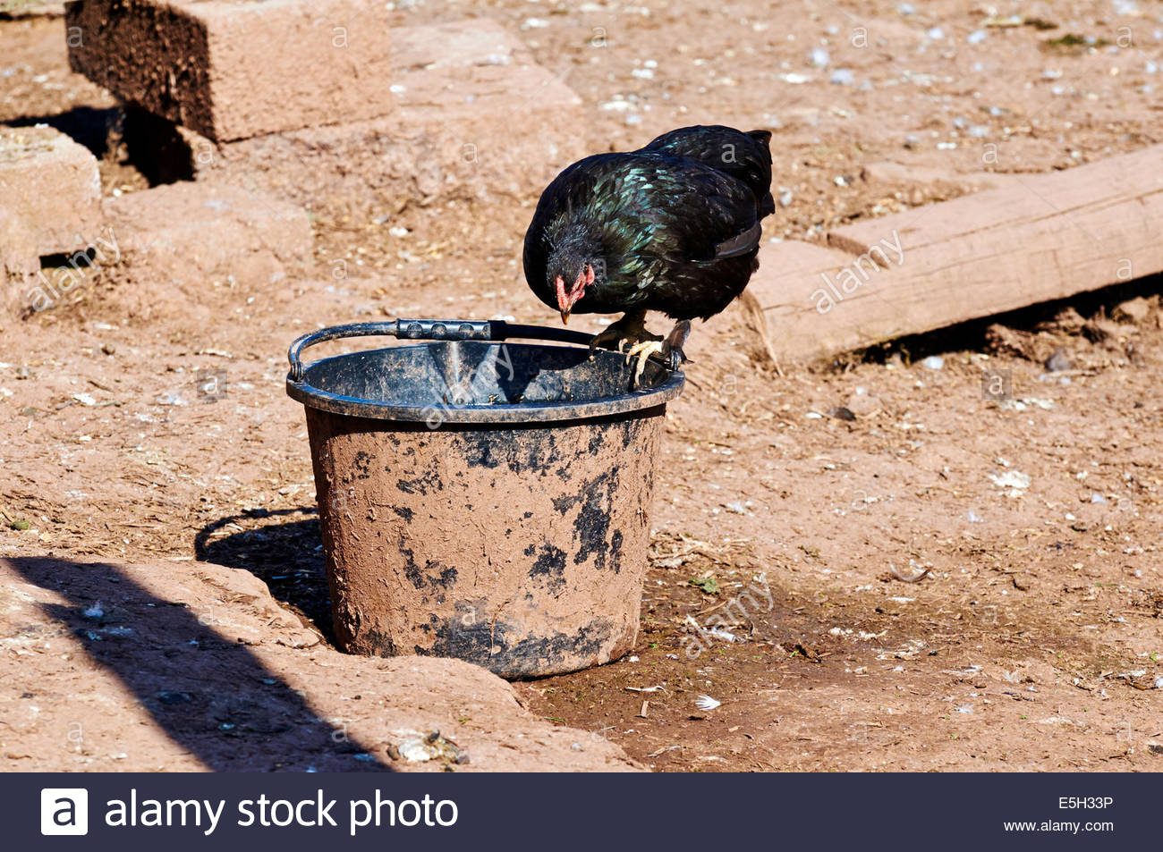 Download Bucket Of Chicken Stock Photos & Bucket Of Chicken Stock Images - Alamy
