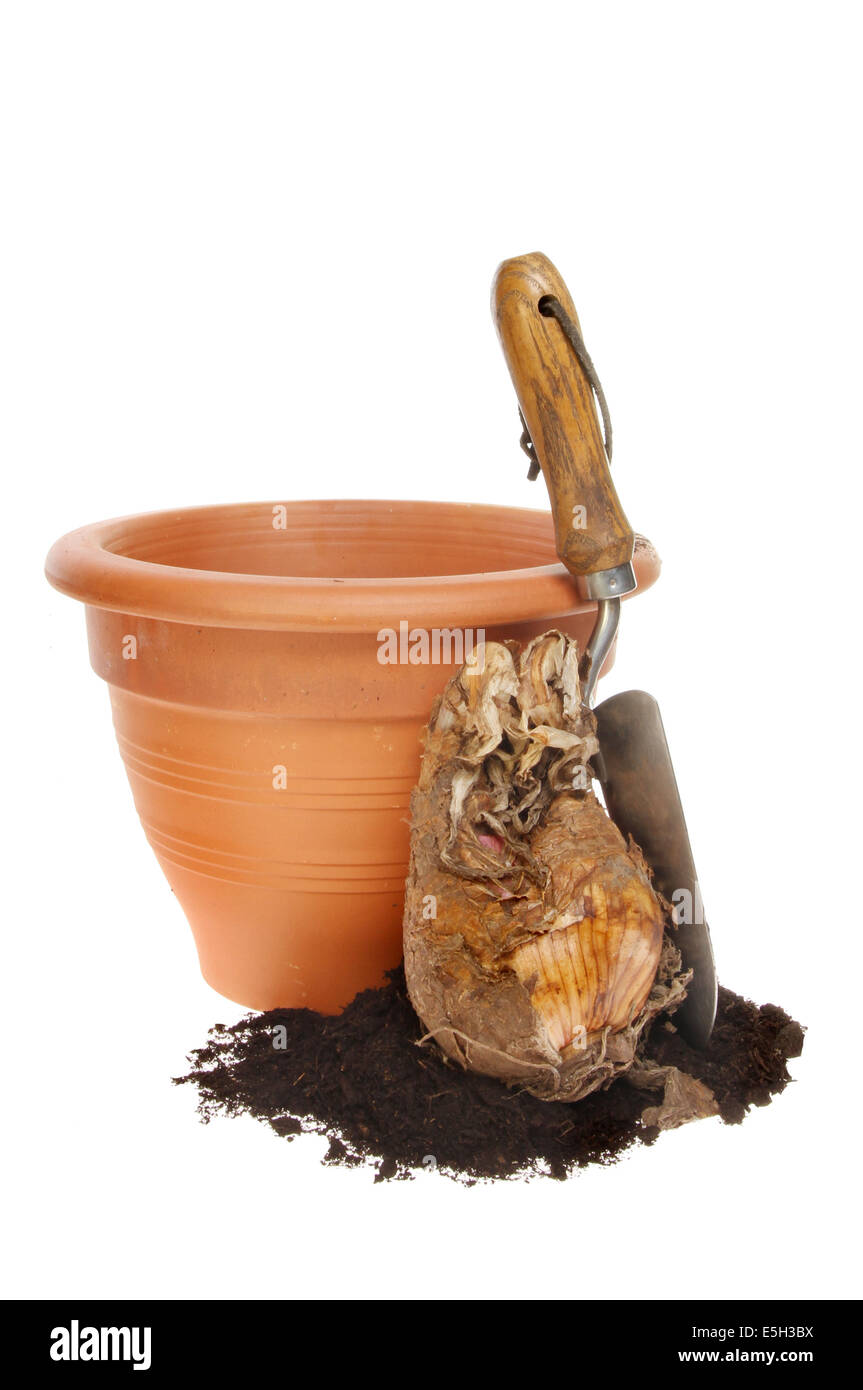 Amaryllis bulb, compost a trowel and a terracotta pot isolated against white Stock Photo