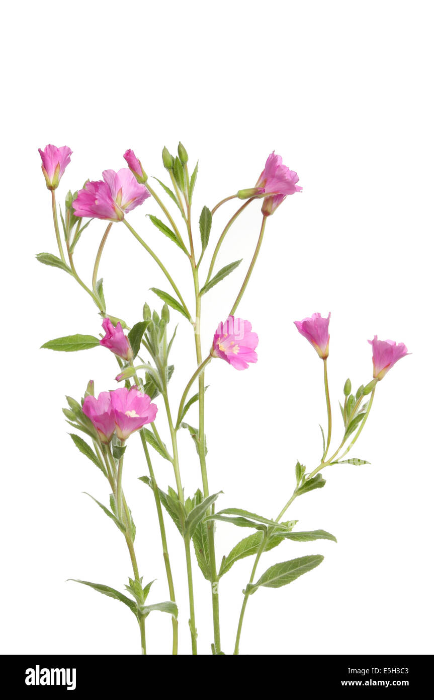 Great Willowherb wild flowers and foliage isolated against white Stock Photo