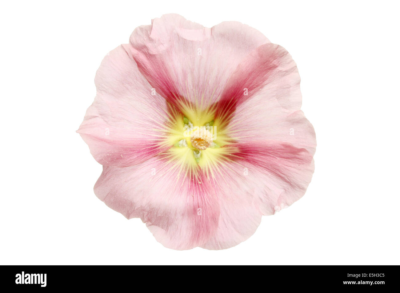 Hollyhock,Alcea, flower isolated against white Stock Photo