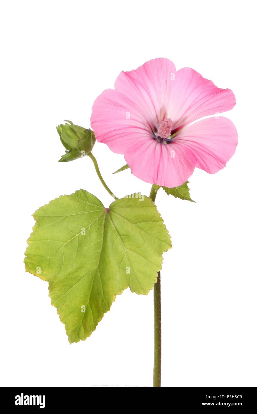 Pink Lavatera flower, bud and foliage isolated against white Stock Photo