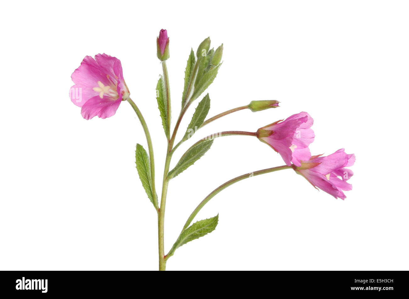 Great Willowherb flowers and foliage isolated against white Stock Photo