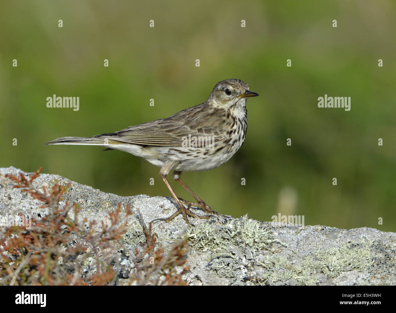 Meadow Pipit Anthus pratensis Stock Photo