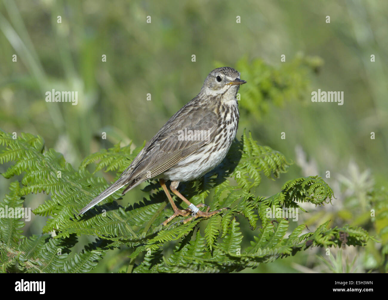 Meadow Pipit Anthus pratensis Stock Photo