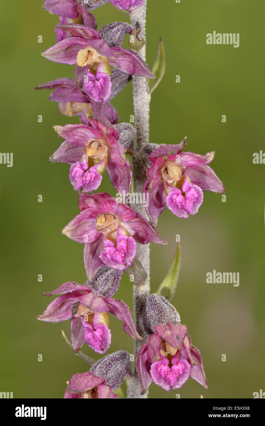 Dark Red Helleborine - Epipactis atrorubens (Orchidaceae) Stock Photo