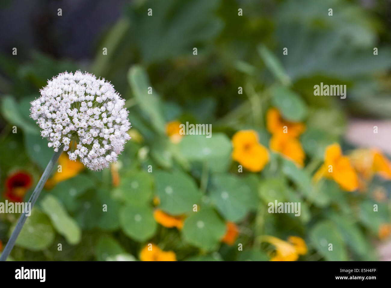 Allium cepa flowering against a background of nasturtium flowers. Stock Photo