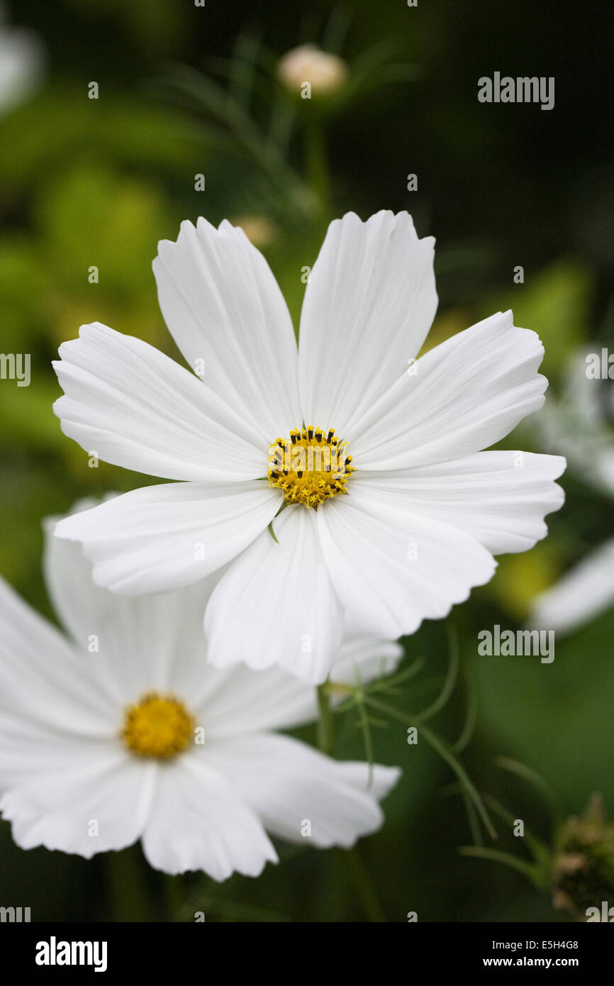 Cosmos bipinnatus 'Purity' flower. Stock Photo