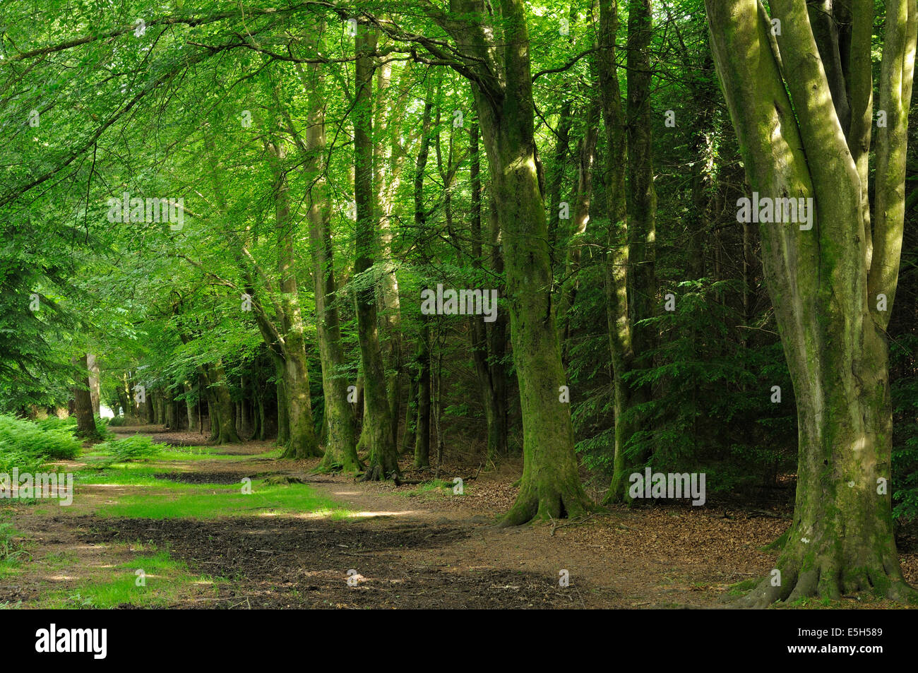 Beech Tree Avenue Fagus sylvatica Wilverley Inclosure, New Forest