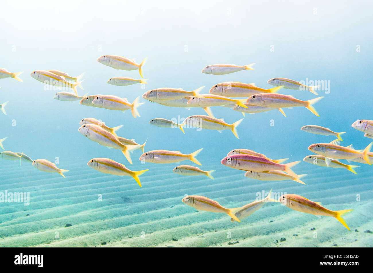 Swarm of yellowfin goatfish (Mulloidichthys vanicolensis) in a shallow sandy bay in the Red Sea Stock Photo