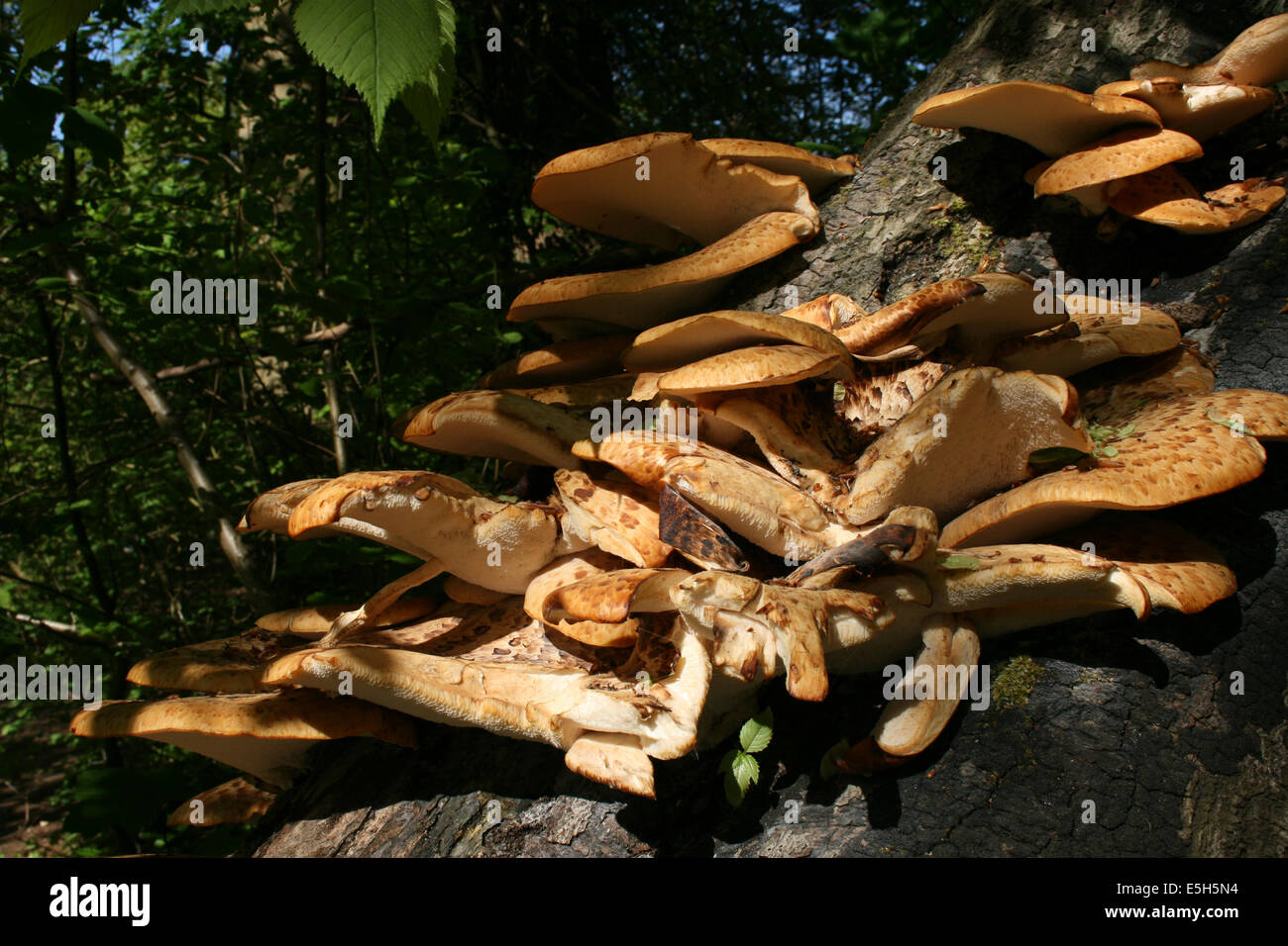 Fungus Layers Stock Photo