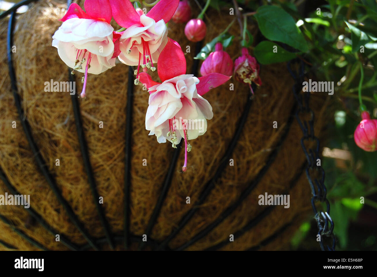 Fuchsia, known same as earring is permanent, perennial plant Stock Photo