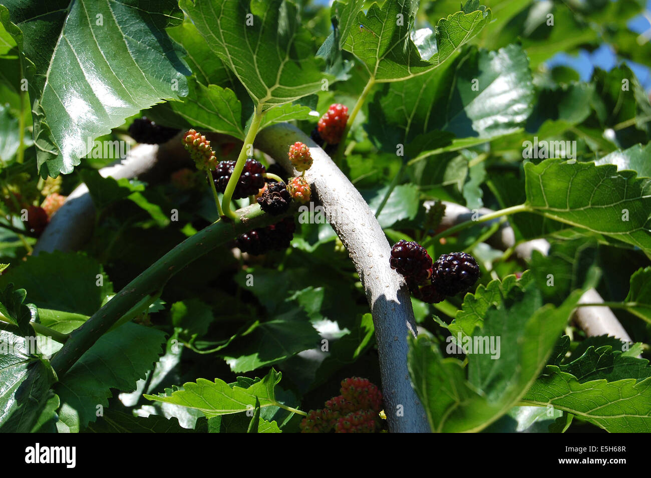 Mulberry (Morus Latin) is a genus of perennial deciduous trees and shrubs of the eponymous family (Moraceae) Stock Photo