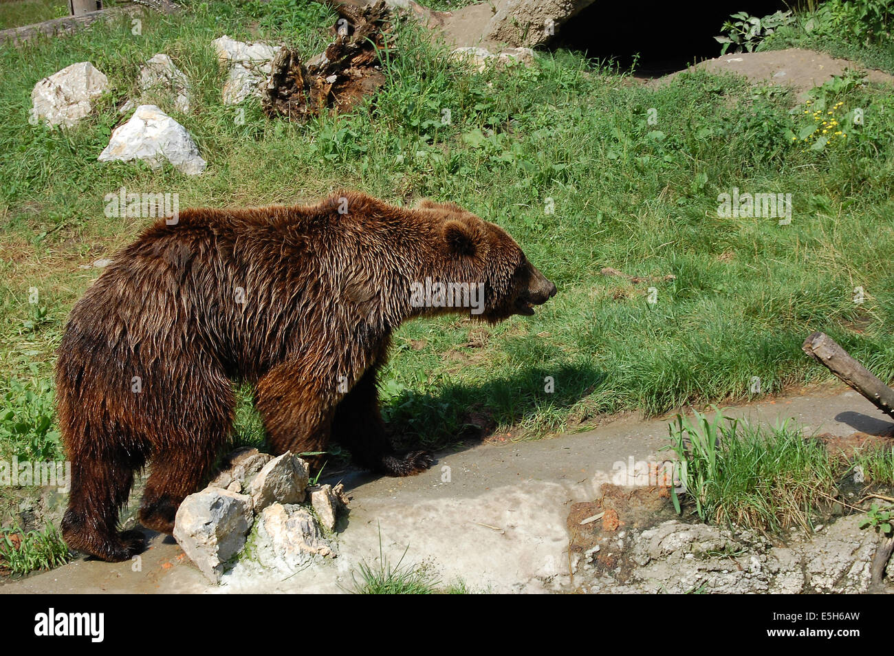 Brown bear a bath to keep yourself cool Stock Photo