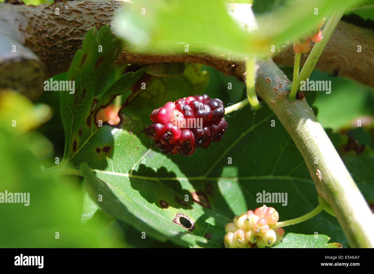 Mulberry (Morus Latin) is a genus of perennial deciduous trees and shrubs of the eponymous family (Moraceae) Stock Photo