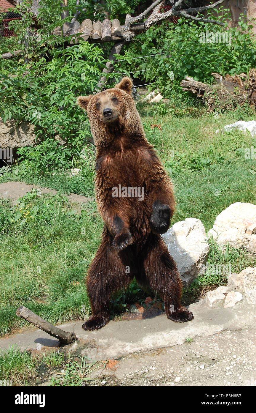 Brown bear a bath to keep yourself cool Stock Photo