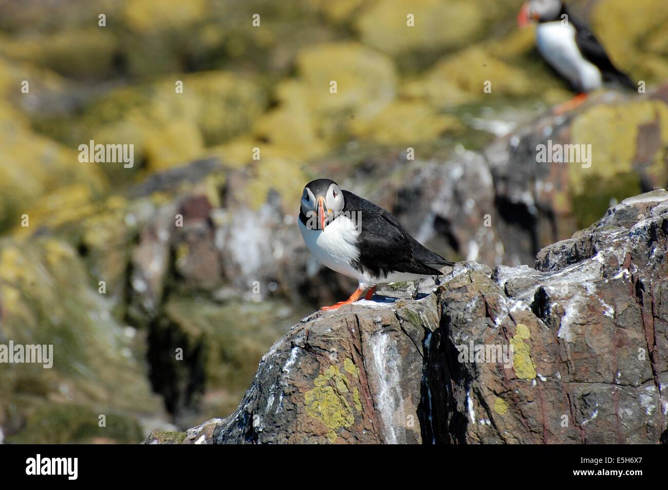 Puffin staring at camera on rock Farne Islands Stock Photo - Alamy