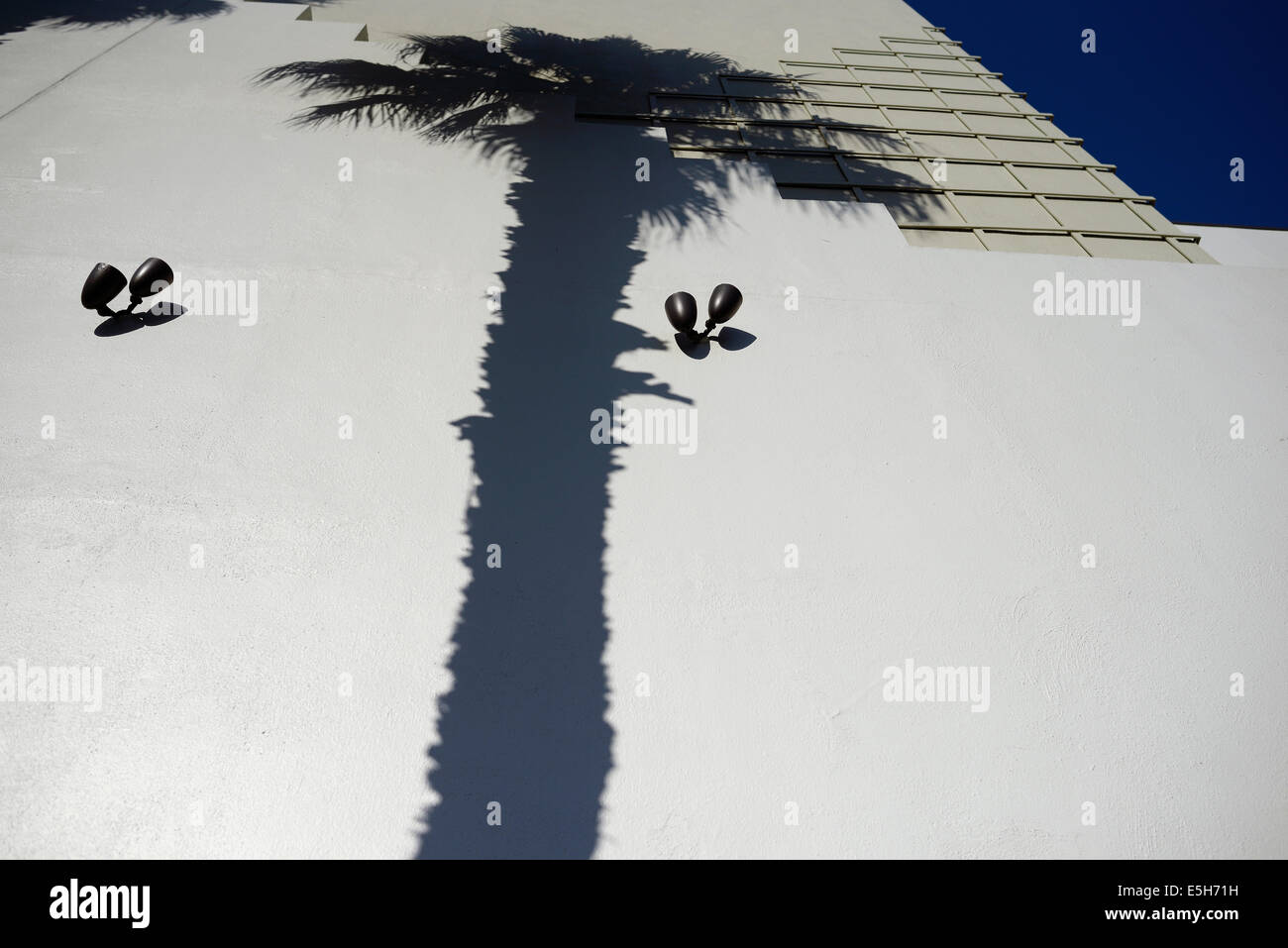 san francisco palm tree shadow Stock Photo