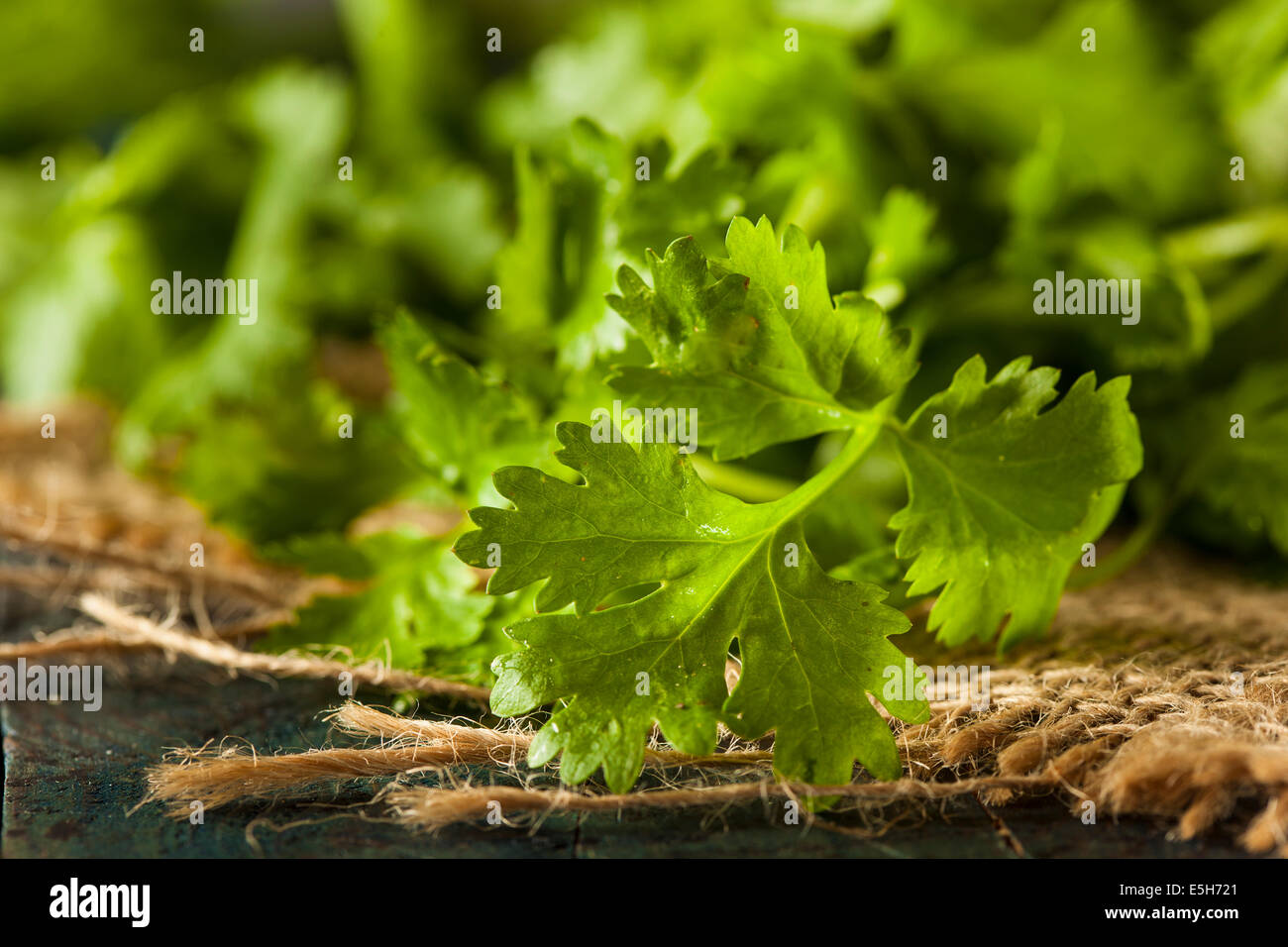 Organic Raw Green Cilantro on a Background Stock Photo