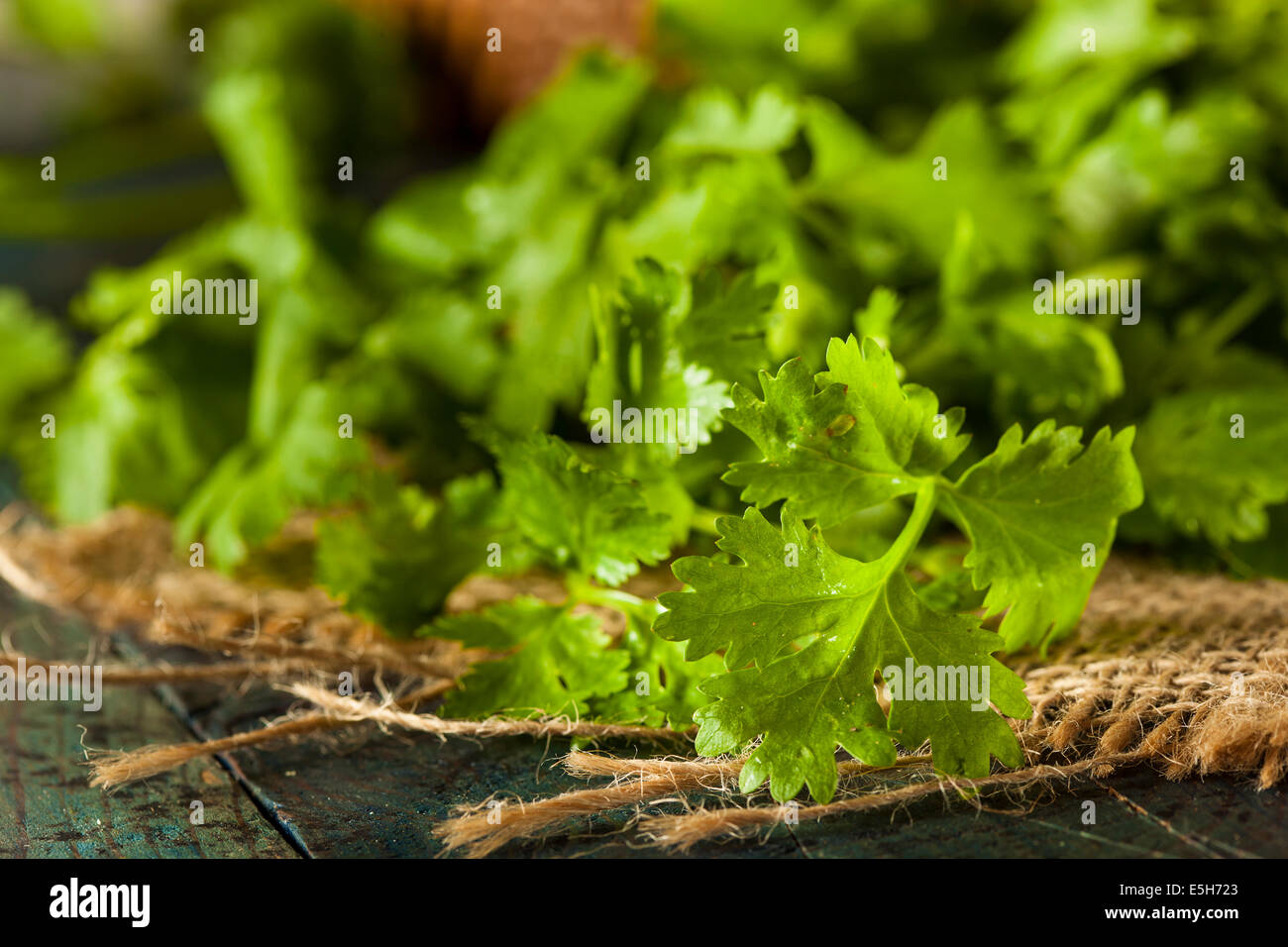 Organic Raw Green Cilantro on a Background Stock Photo