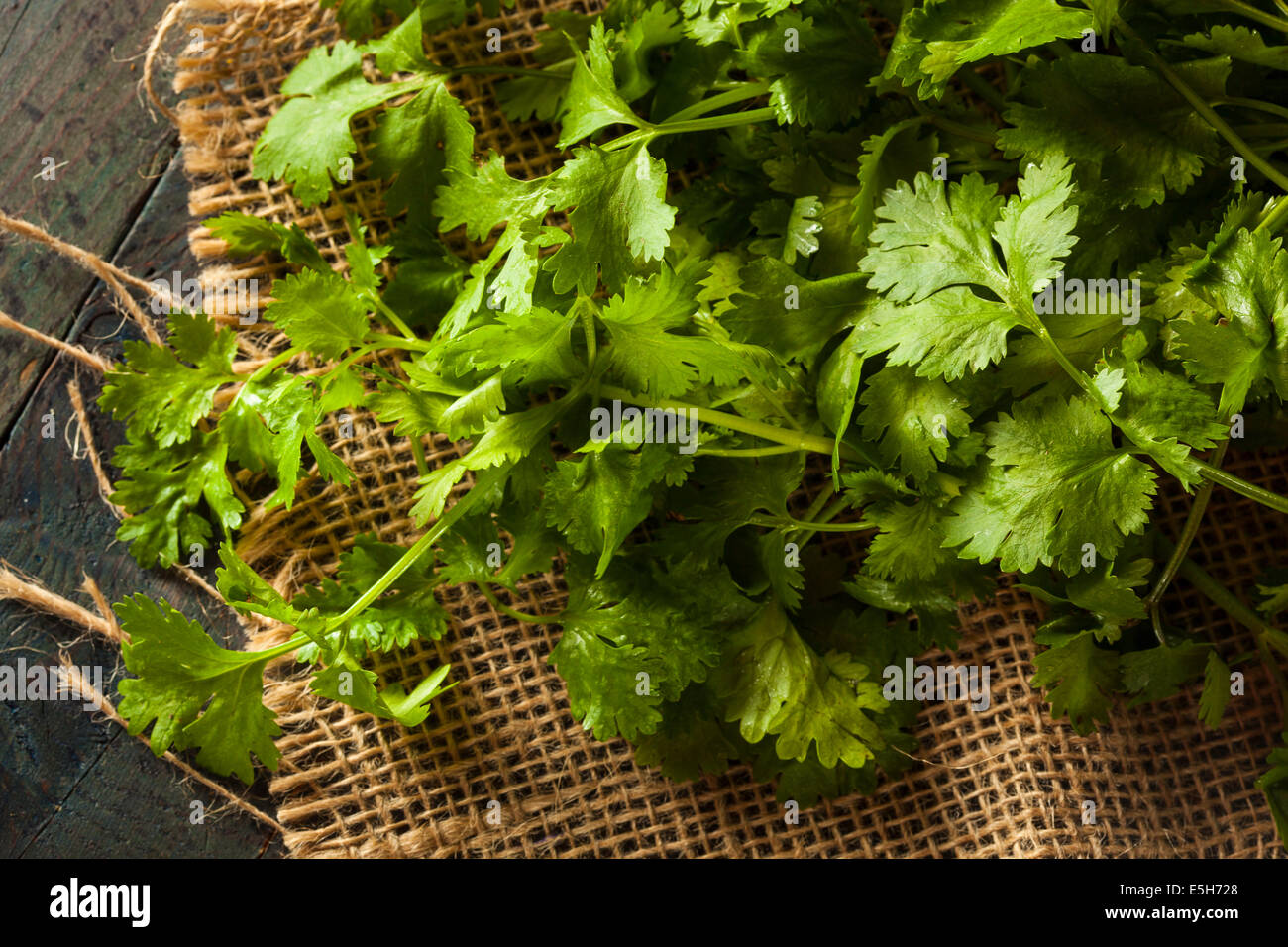 Organic Raw Green Cilantro on a Background Stock Photo