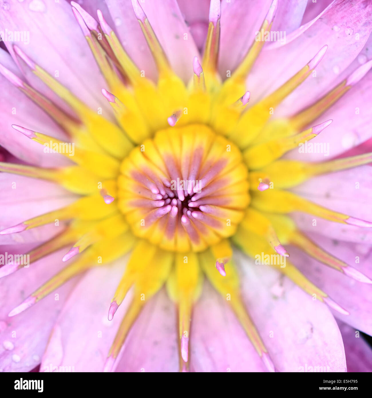 closeup of blooming water lily flower Stock Photo - Alamy