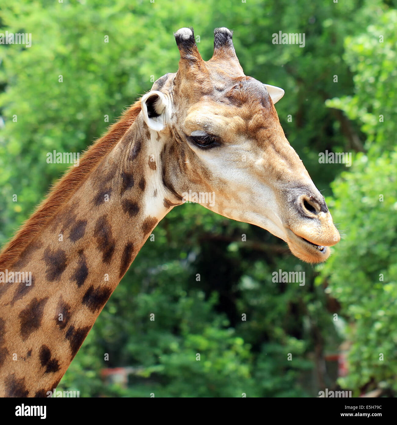 Closeup of giraffe with green nature background Stock Photo - Alamy