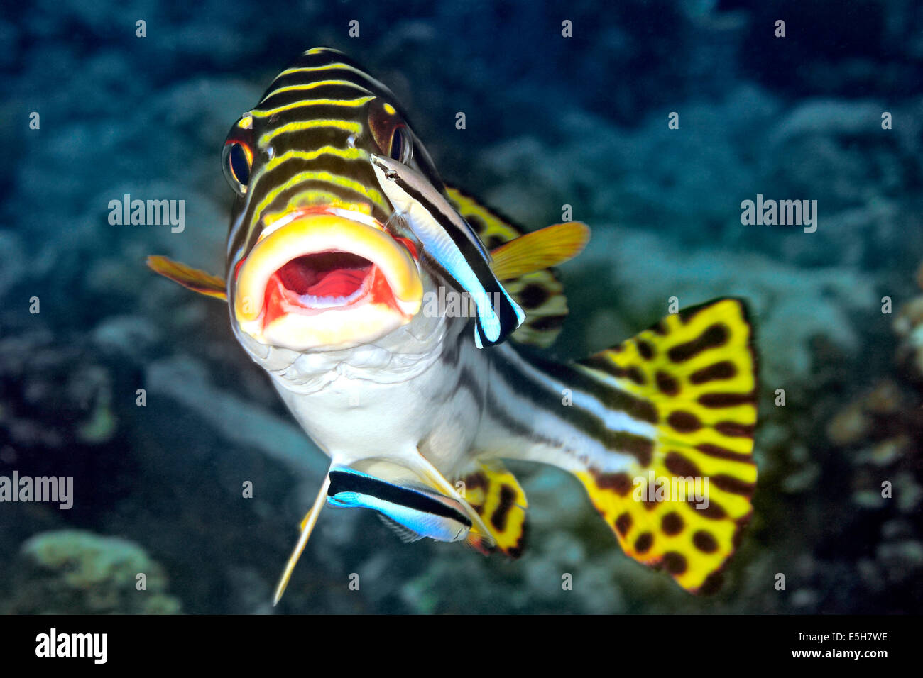 Cleaner wrasse hi-res stock photography and images - Alamy