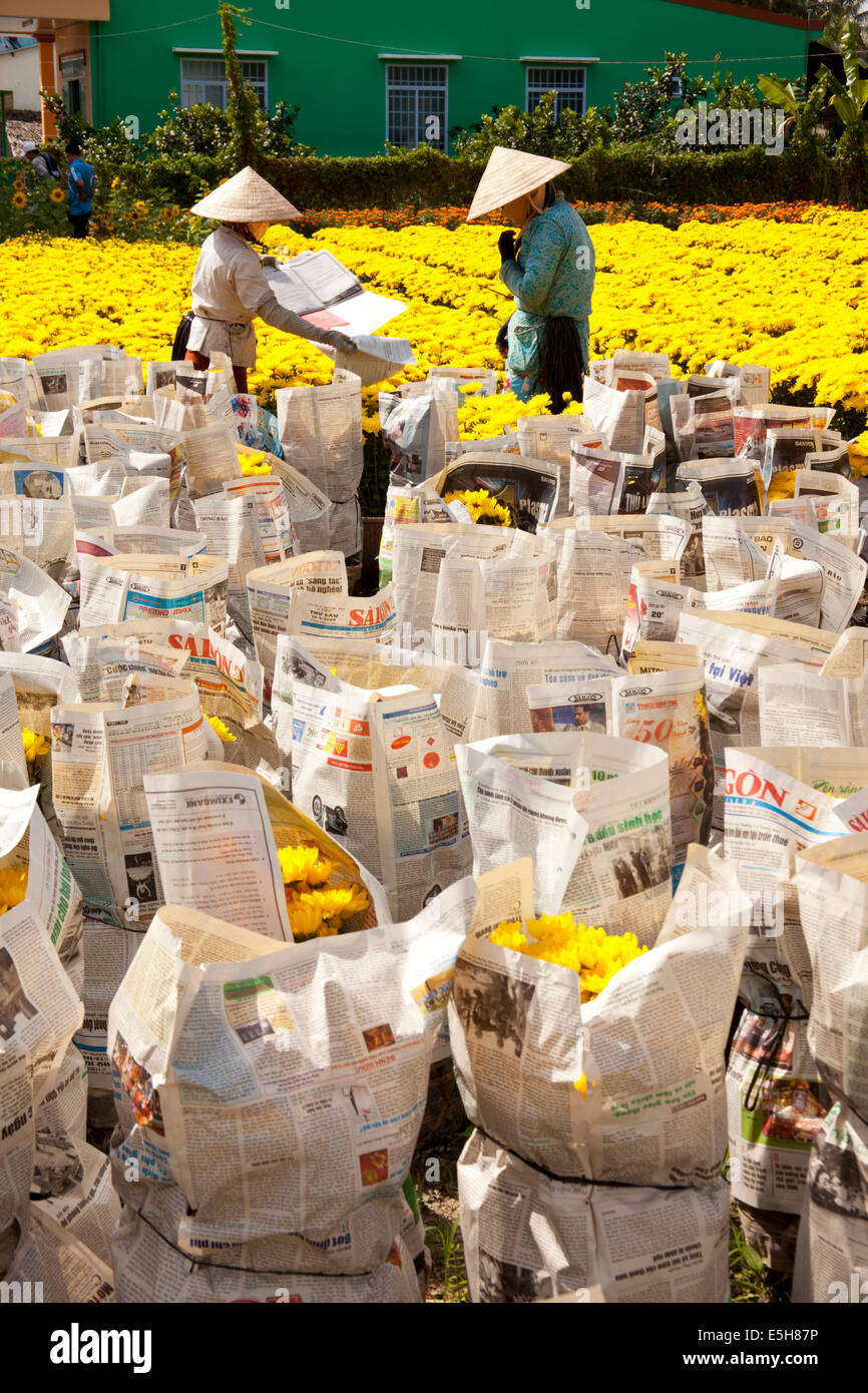 Workers prepare pots of yellow flowers to ship to market. The flowers are popular in Vietnam during Tet, the Lunar New Year. Stock Photo