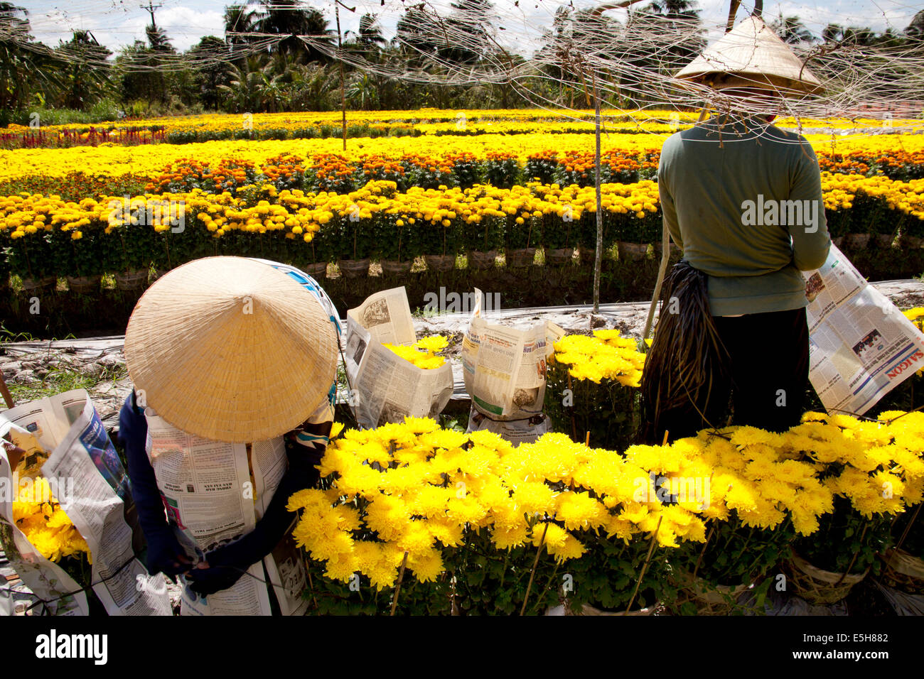 Workers prepare pots of yellow flowers to ship to market. The flowers are popular in Vietnam during Tet, the Lunar New Year. Stock Photo