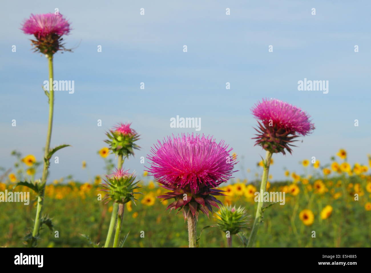 Purple thistle flowers among a field of sunflowers in Texas, USA Stock