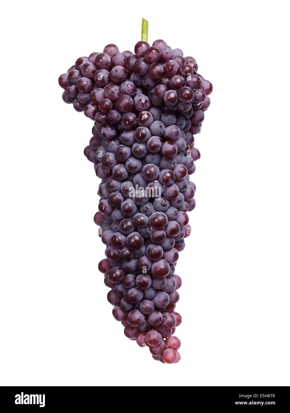 Black Corinth grapes, Champagne grapes isolated on white background. Stock Photo