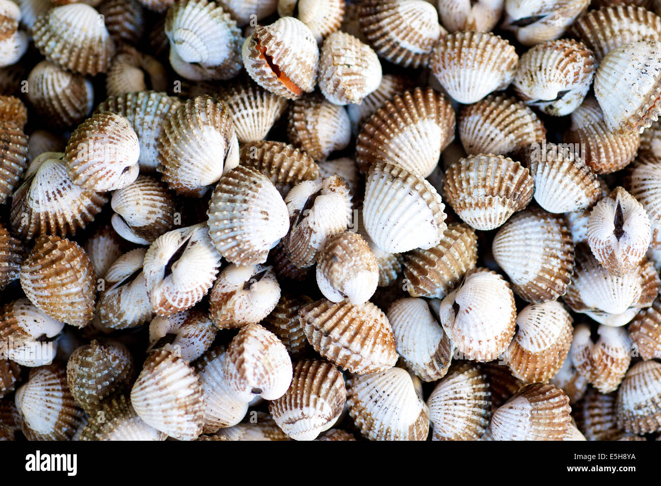 Raw Clams in the fish market in Ho Chi Minh CIty in Vietnam Stock Photo