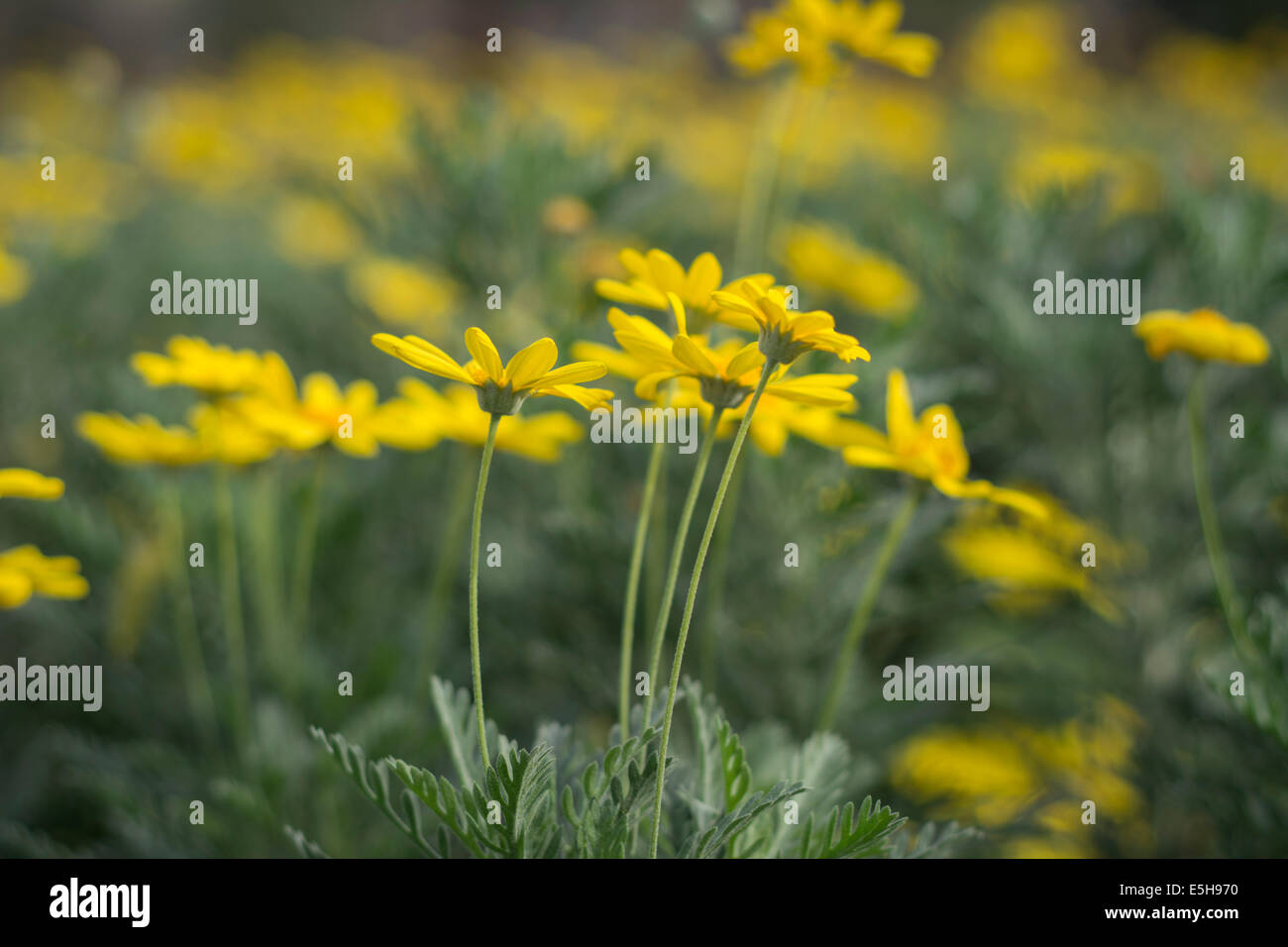 Golden Euryops Daisy Flowers Stock Photo