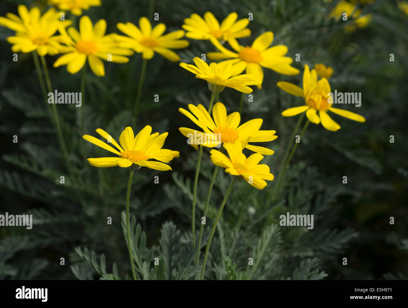Golden Euryops Daisy Flowers Stock Photo