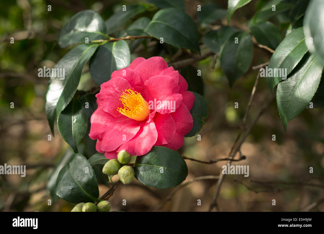 Pink Japanese Peony Rose Flower Stock Photo - Alamy