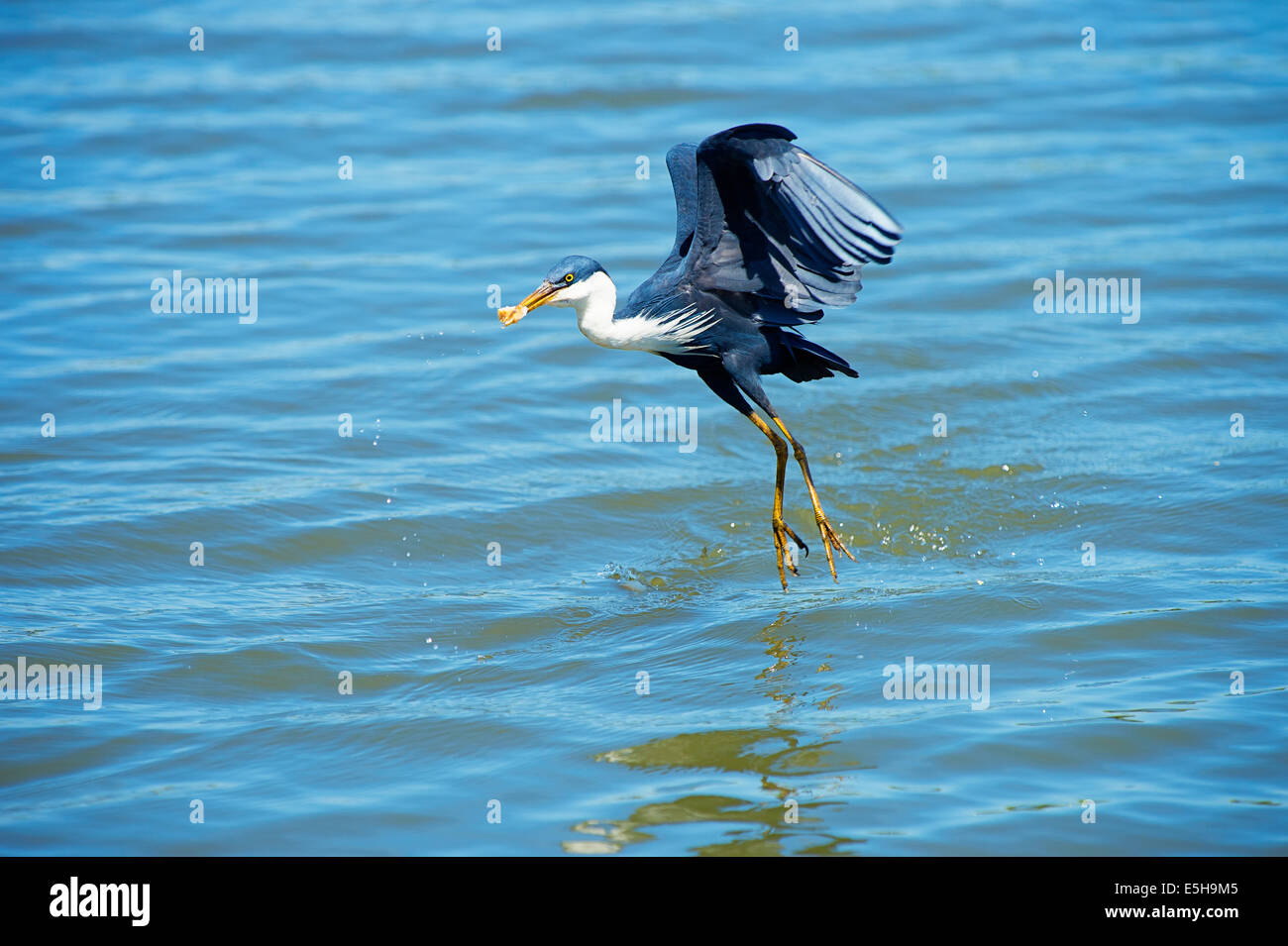 Pied Heron on the Mary River, Northern Territory Australia Stock Photo ...