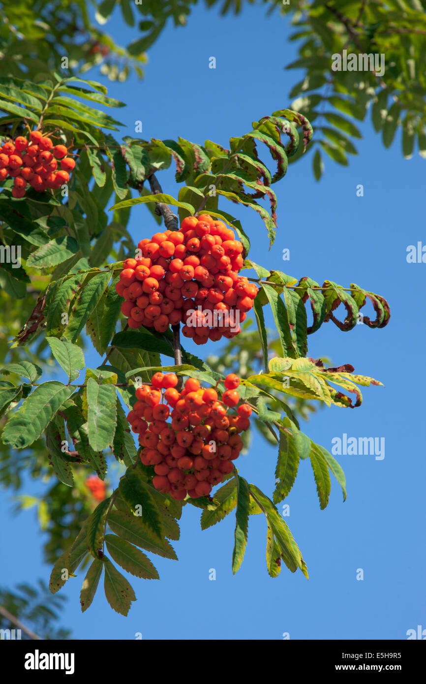 Mountain ash (Sorbus aucuparia) Stock Photo