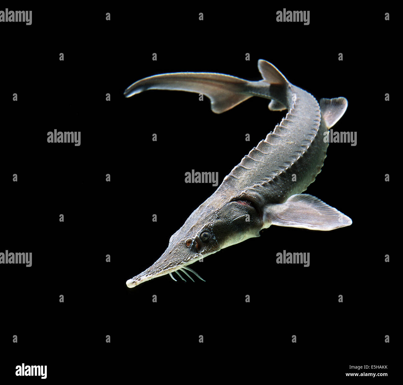 Siberian Sturgeon (Acipenser baerii Stock Photo - Alamy