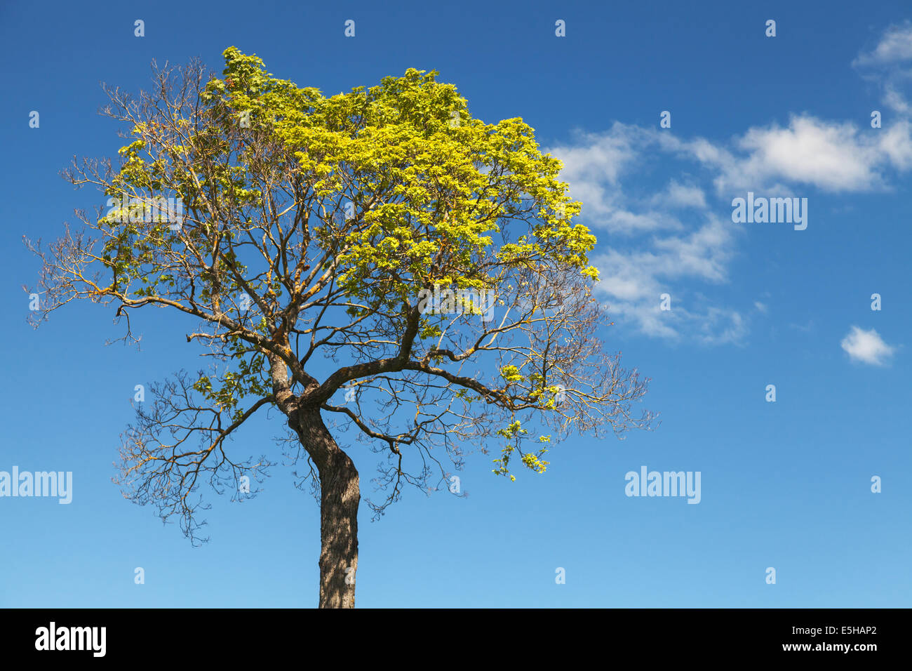 Bright green tree with blue sky and clouds on background Stock Photo
