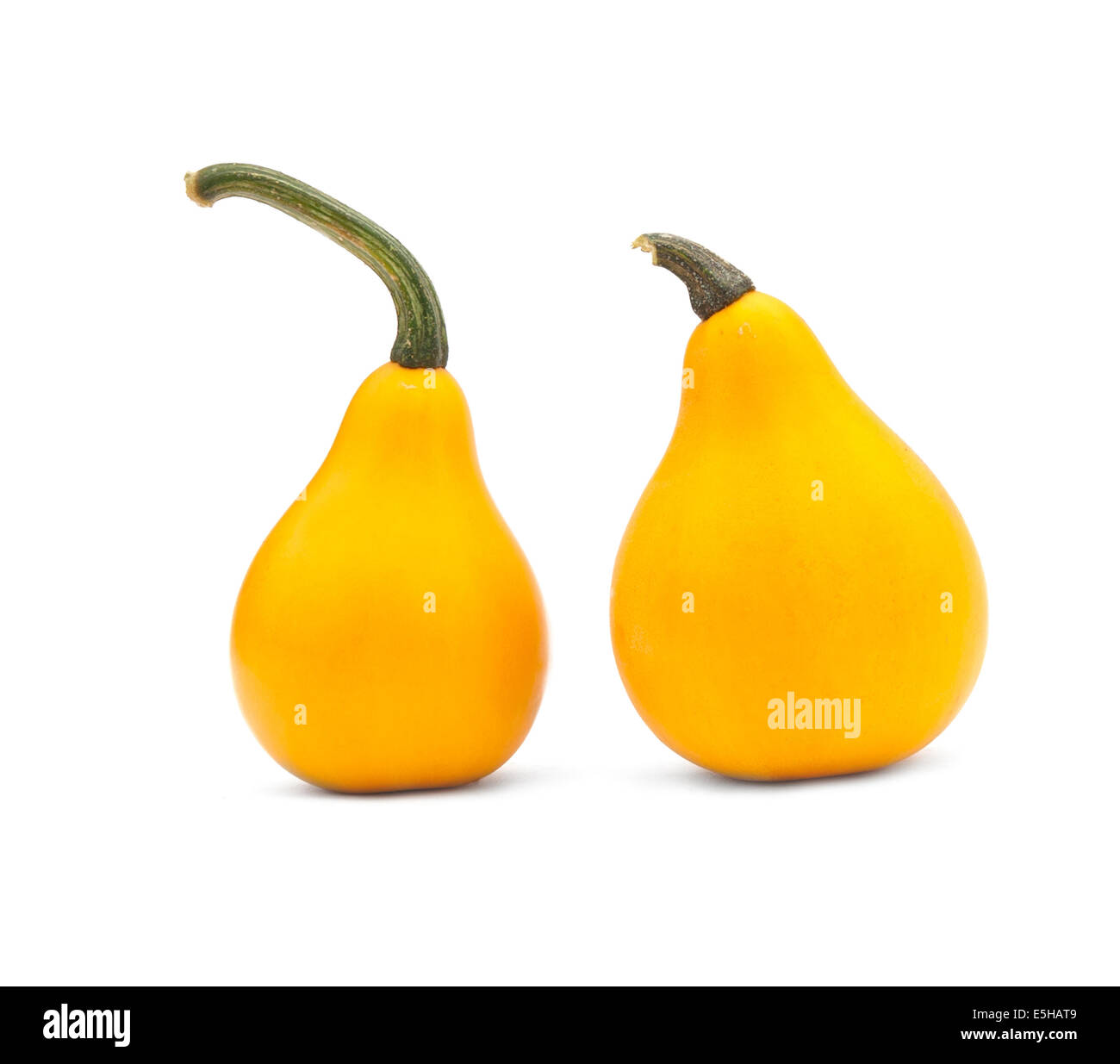 decorative pumpkin is isolated on white background Stock Photo - Alamy