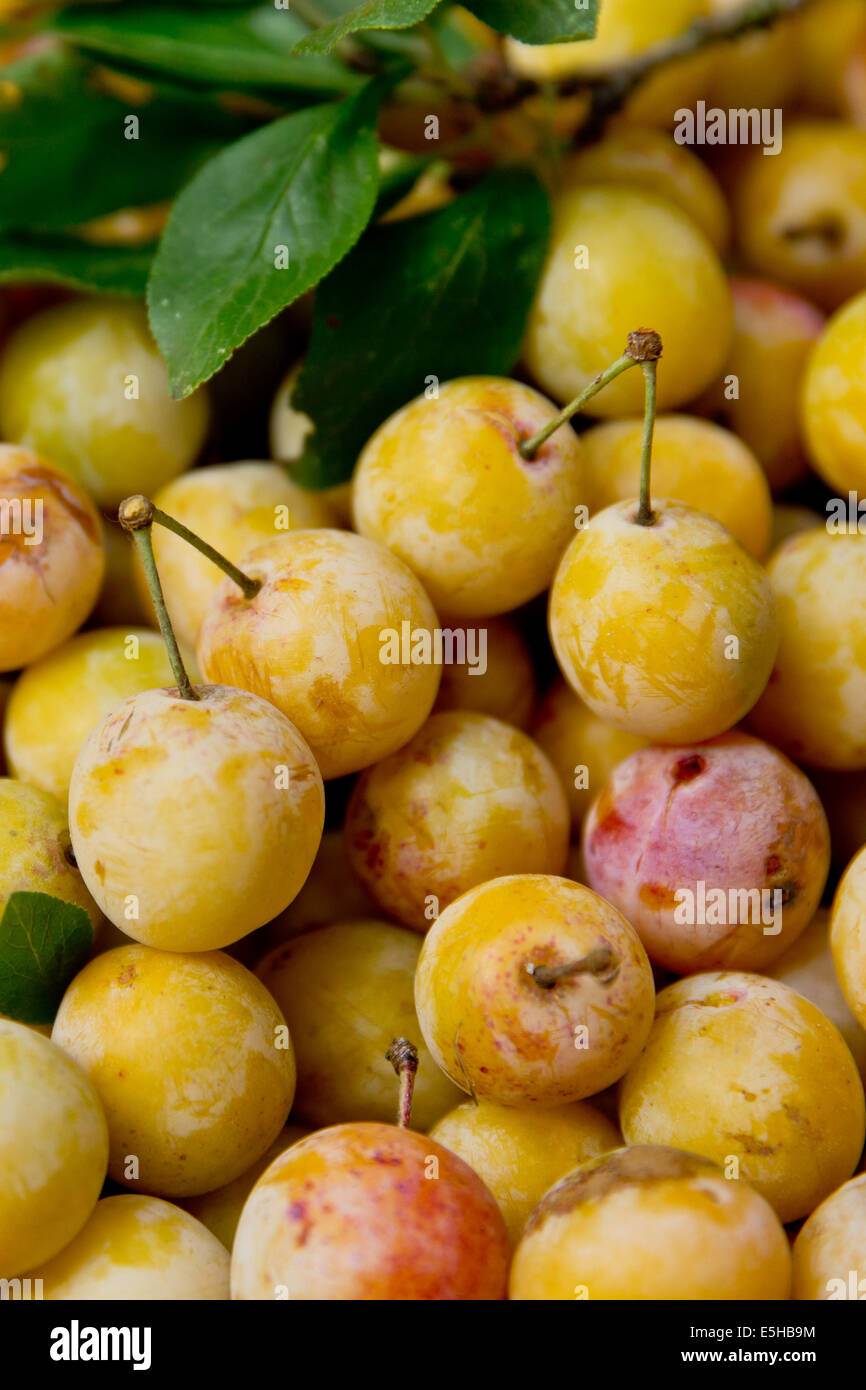 Mirabelle plums are pictured in Grosbliederstroff, France, 1 September
