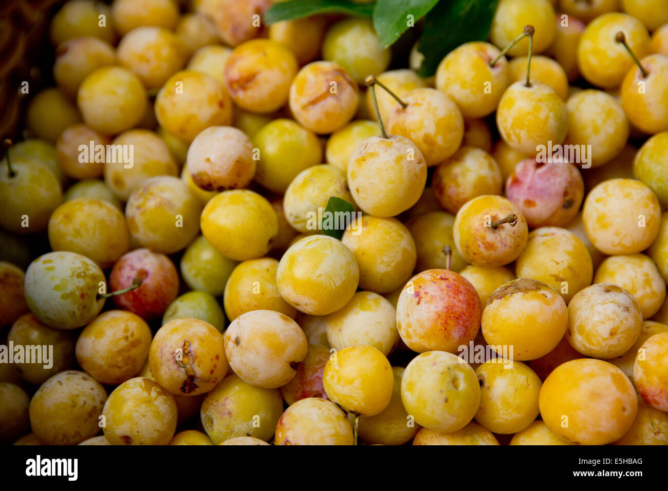 Mirabelle plums are pictured in Grosbliederstroff, France, 1 September