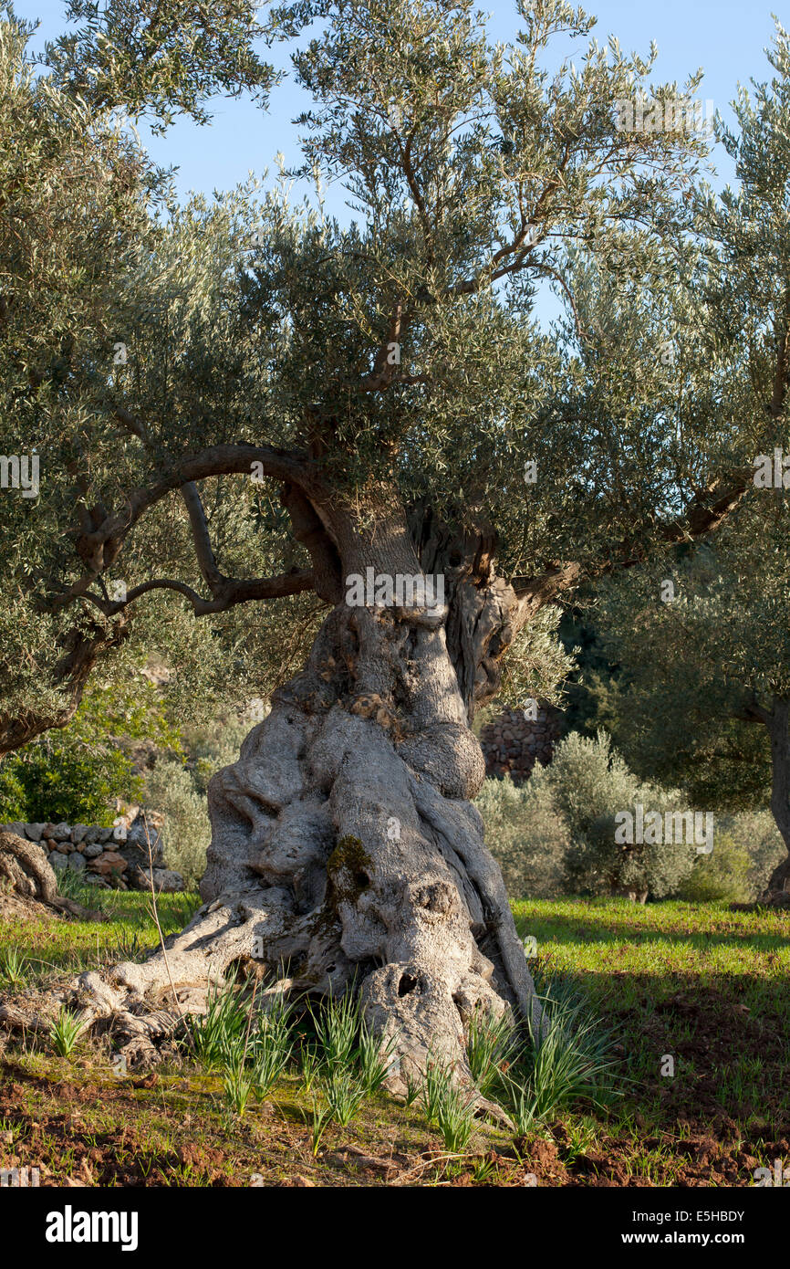 Ancient Olive tree (Olea europaea), Majorca, Balearic Islands, Spain