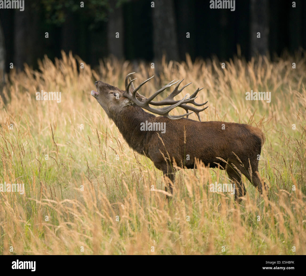 Red Deer (Cervus elaphus) bugling in the rutting season, captive, Saxony, Germany Stock Photo