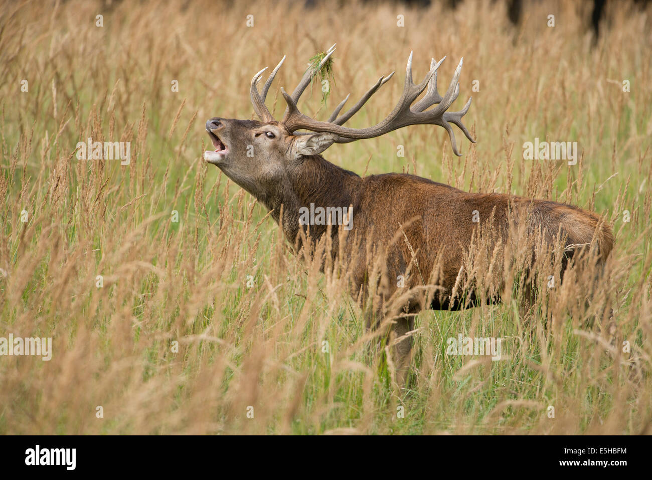 Red Deer (Cervus elaphus) bugling in the rutting season, captive, Saxony, Germany Stock Photo